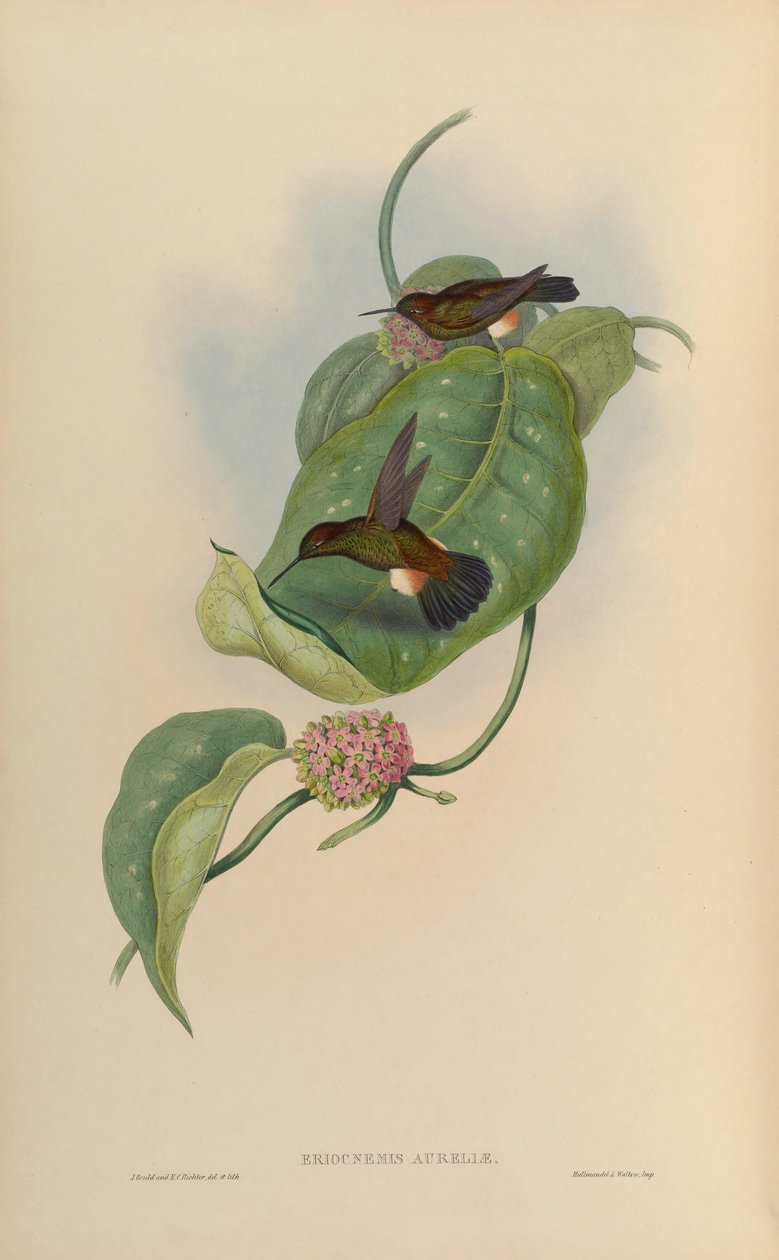 Eriocnemis pupae = Haplophaedia pupper af John Gould