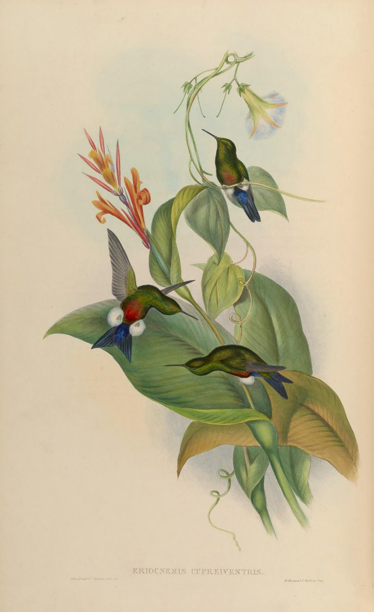 Eriocnemis cupreoventris af John Gould