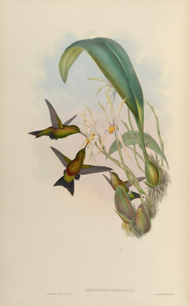 Eriocnemis derbyi af John Gould