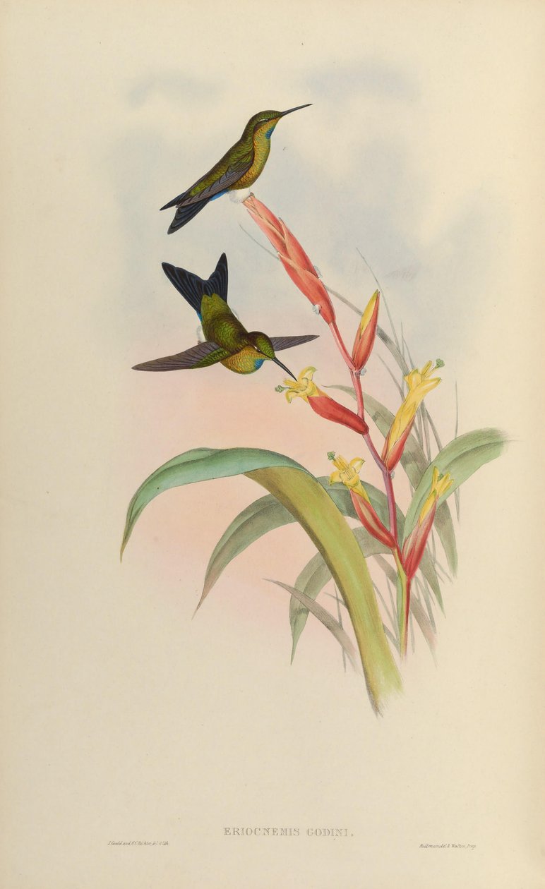 Eriotsnemis år af John Gould