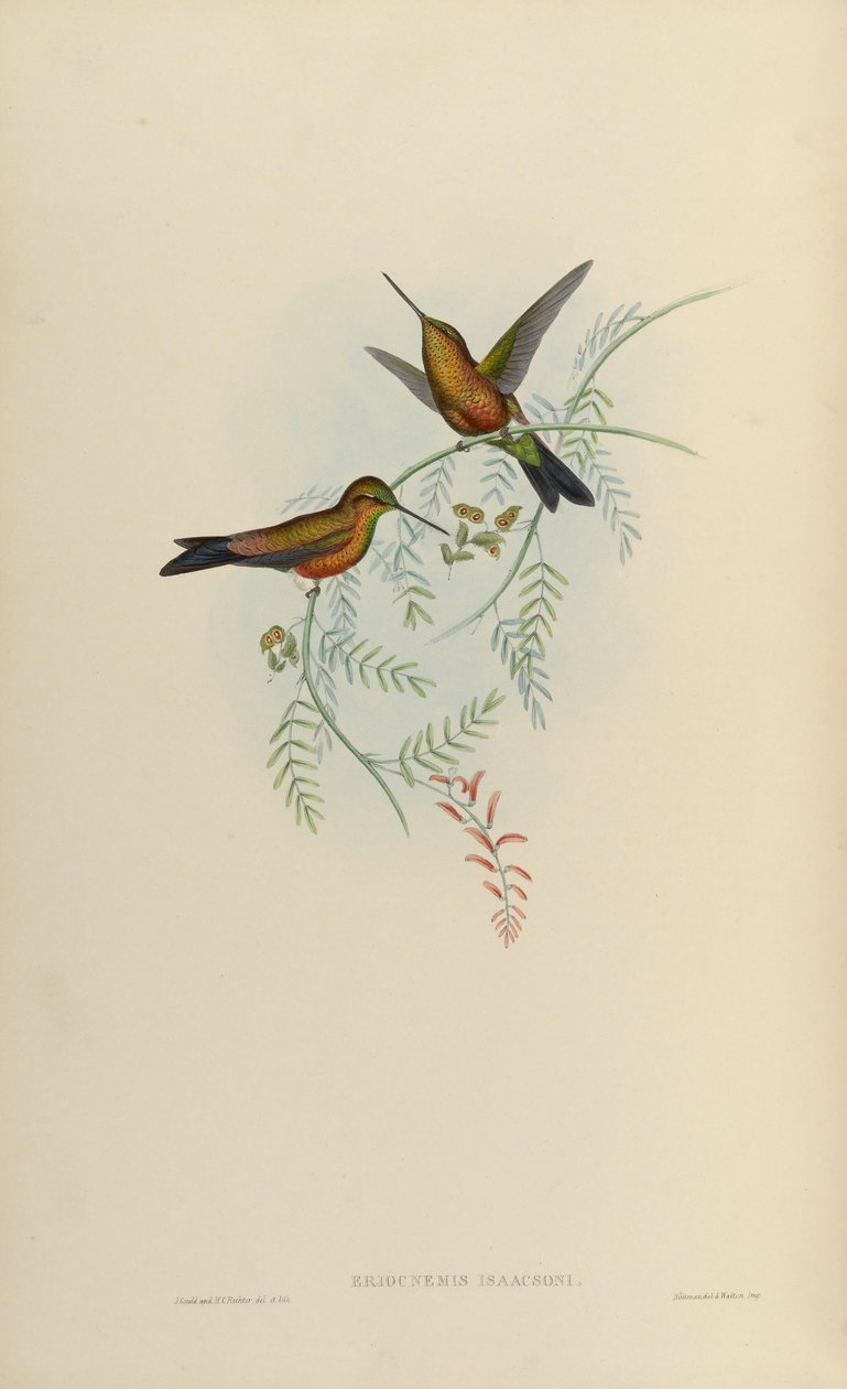 Eriocnemis isaacsoni = Eriocnemis sp. x Helianthea sp af John Gould