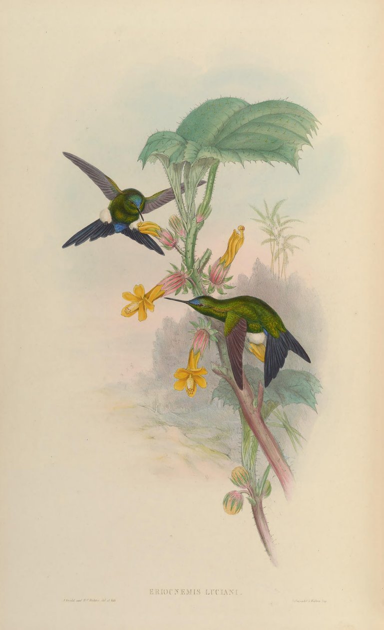 Eriocnemis luciani af John Gould