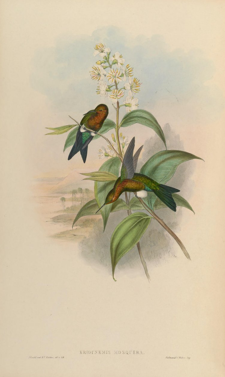 Eriocnemis -myg af John Gould