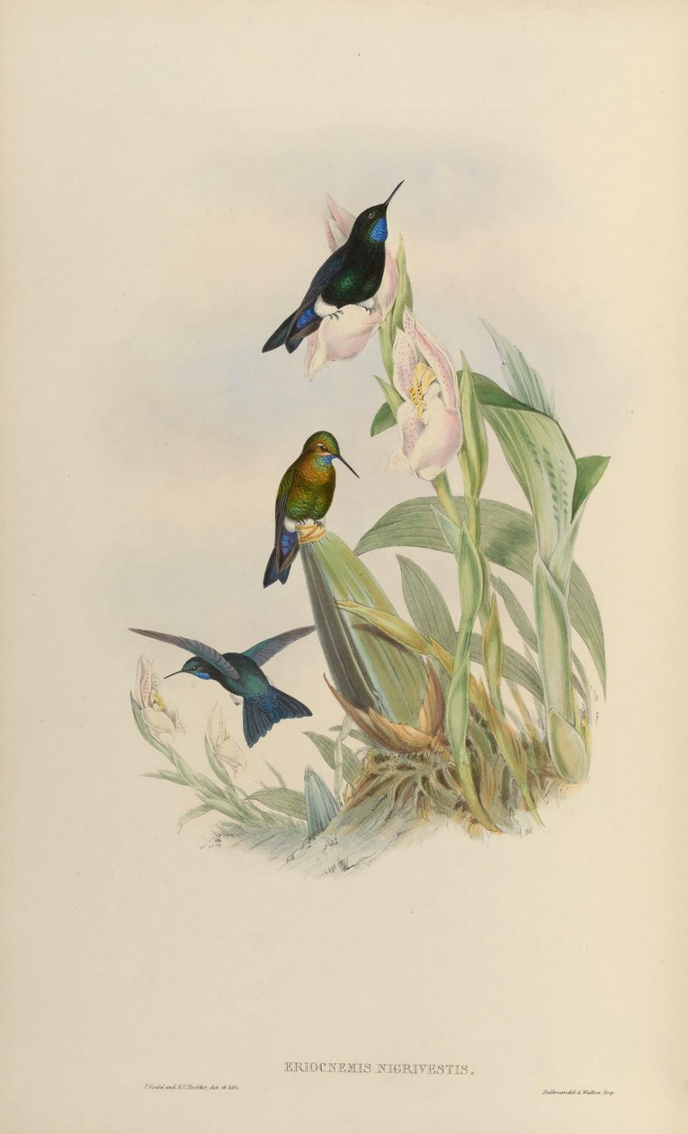Eriocnemis nigrivestis af John Gould