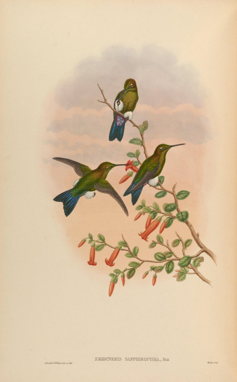 Eriocnemis sapphiropygia = Eriocnemis luciani sapphiropygia af John Gould
