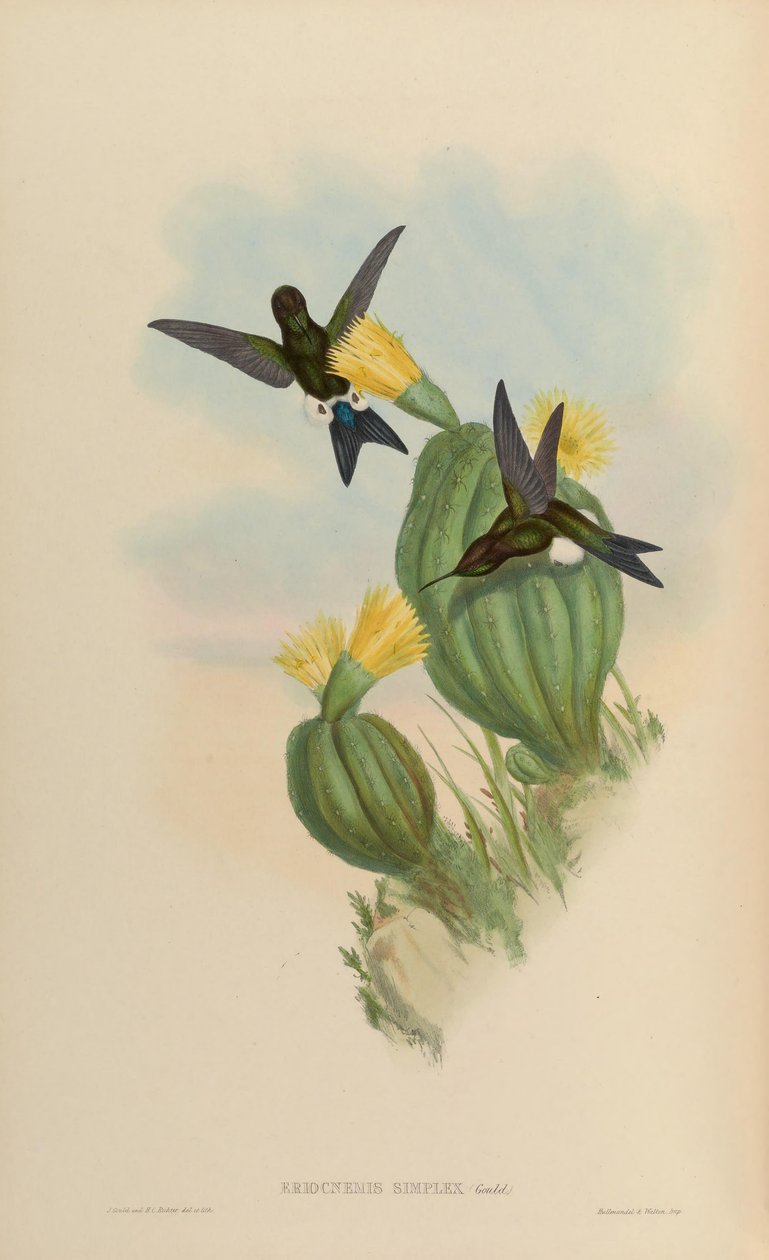Eriocnemis simplex = Eriocnemis cupreoventris af John Gould