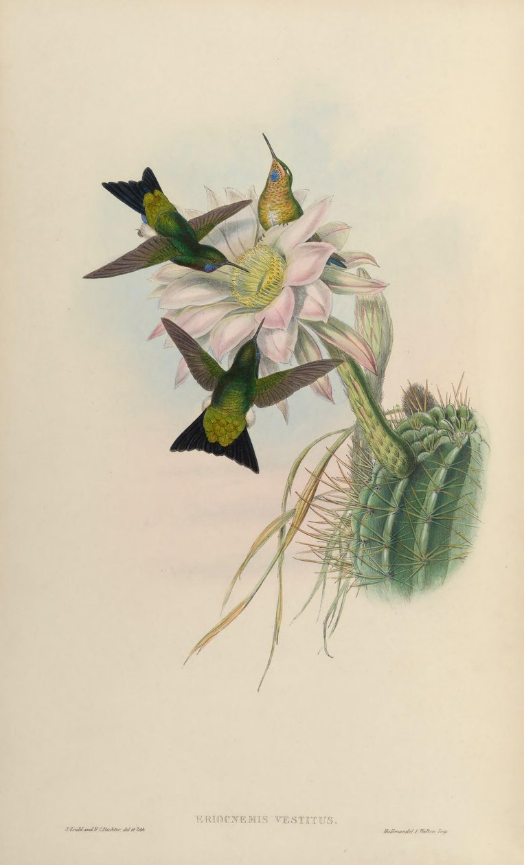 Eriocnemis vestitus = Eriocnemis vestita af John Gould