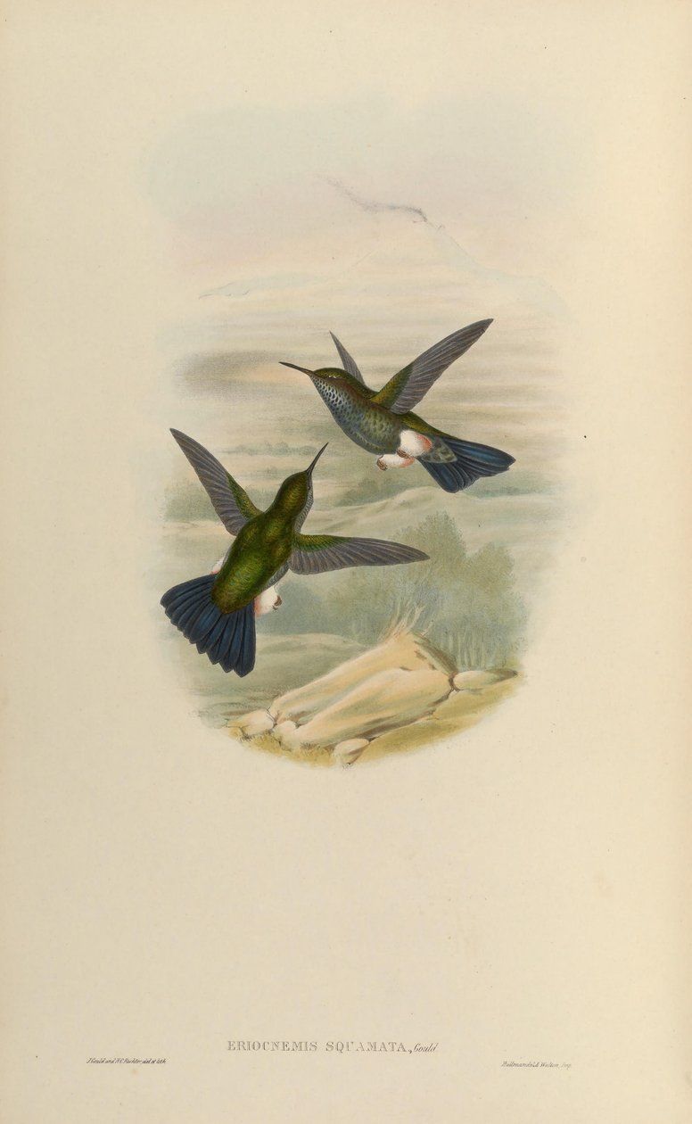 Eriocnemys lugens = Haplophaedia af John Gould