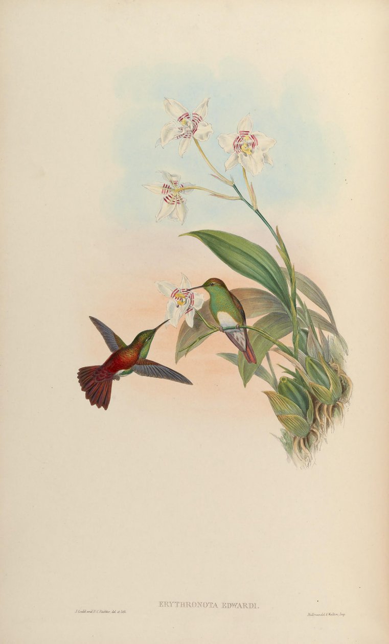 Erythronota edwardi = Amazilia edward af John Gould