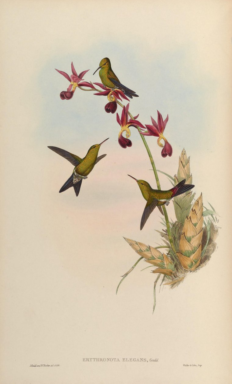 Erythronota elegans = Chlorostilbon elegans af John Gould