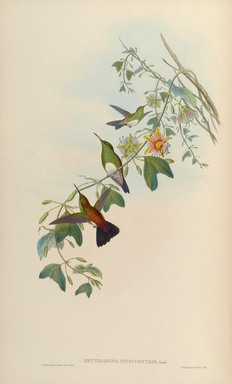 Erythronota niveiventris = Amazilia edward niveiventris af John Gould