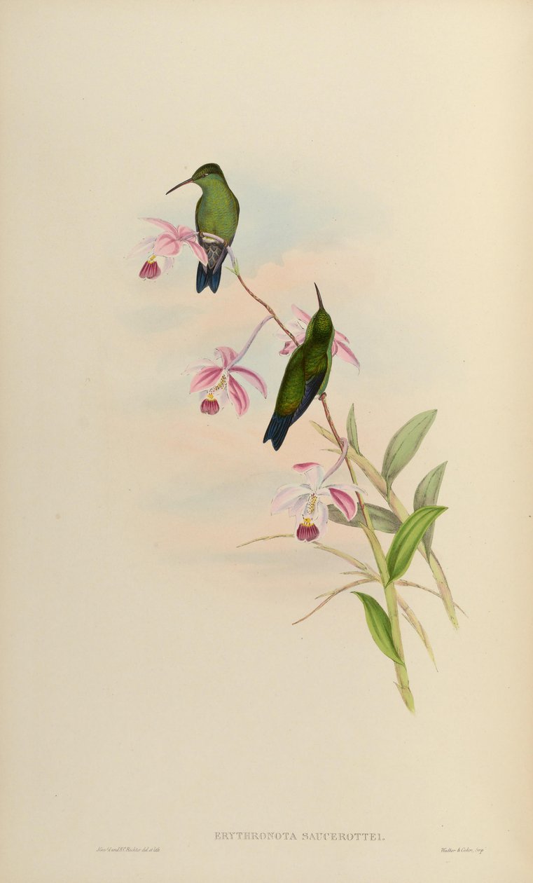 Erythronota saucerottei = Amazilia saucerrottei saucerrottei af John Gould