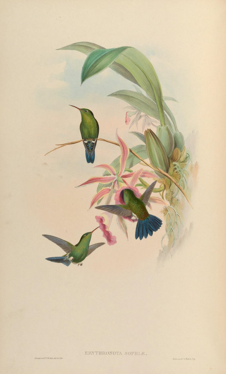 Erythronota sophiae = Amazilia saucerrottei saucerrottei af John Gould