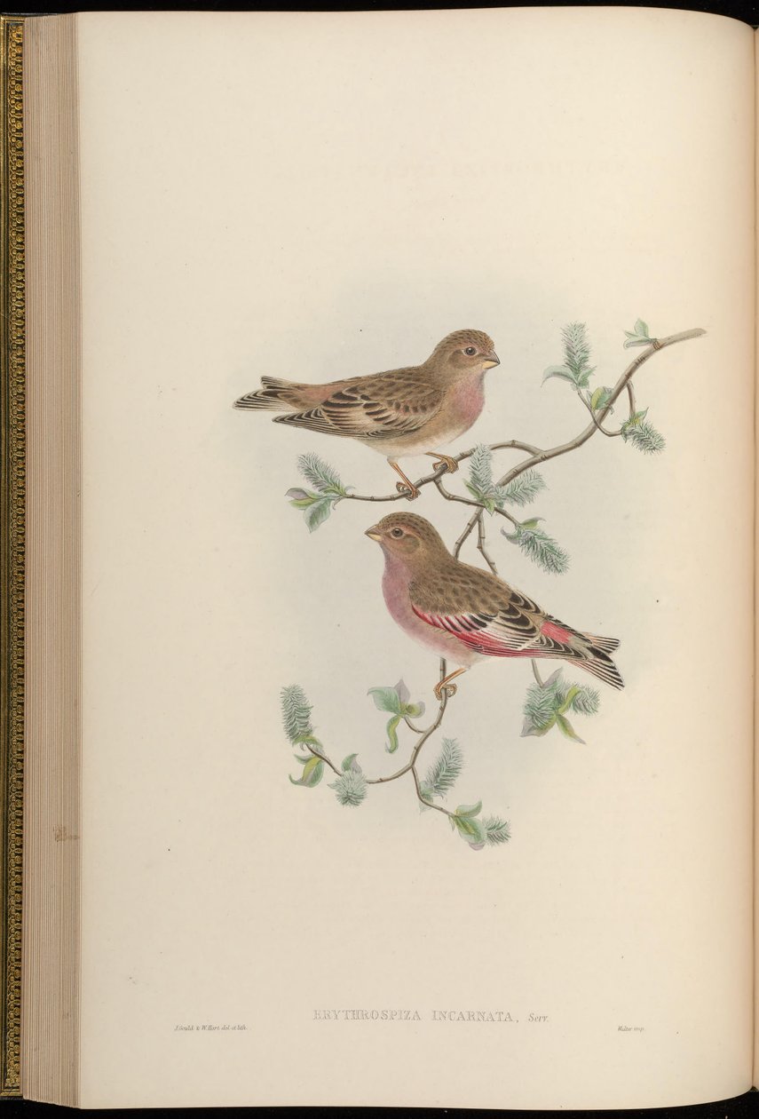 Erythrospiza incarnata = Bucanetes mongolicus [2] af John Gould