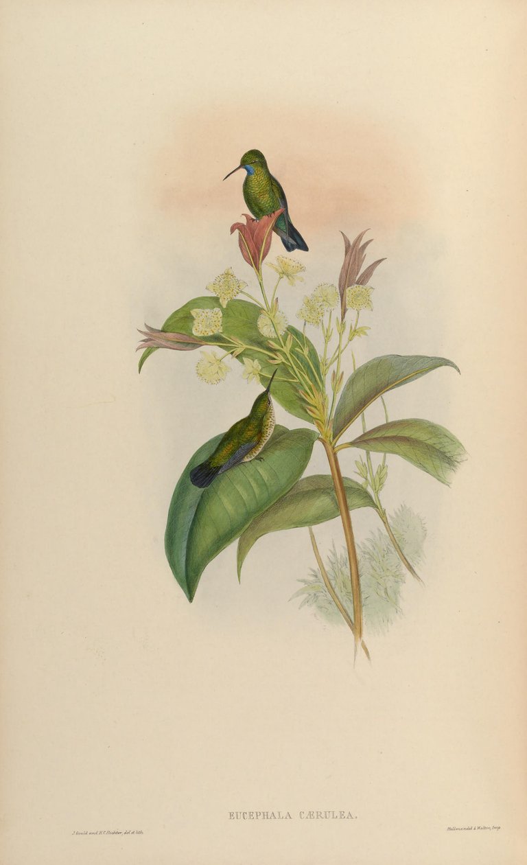 Eucephala blue = Chlorestes notata af John Gould