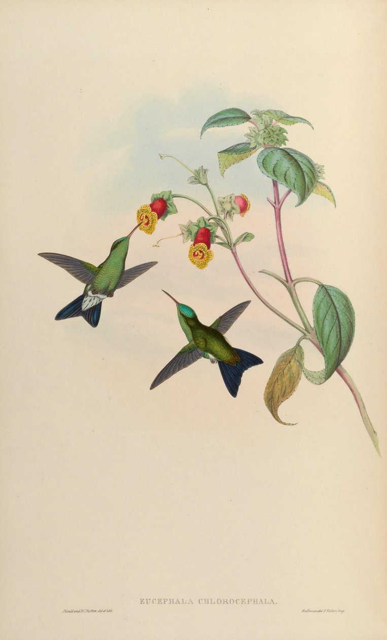 Eucephala chlorocephala = ? af John Gould