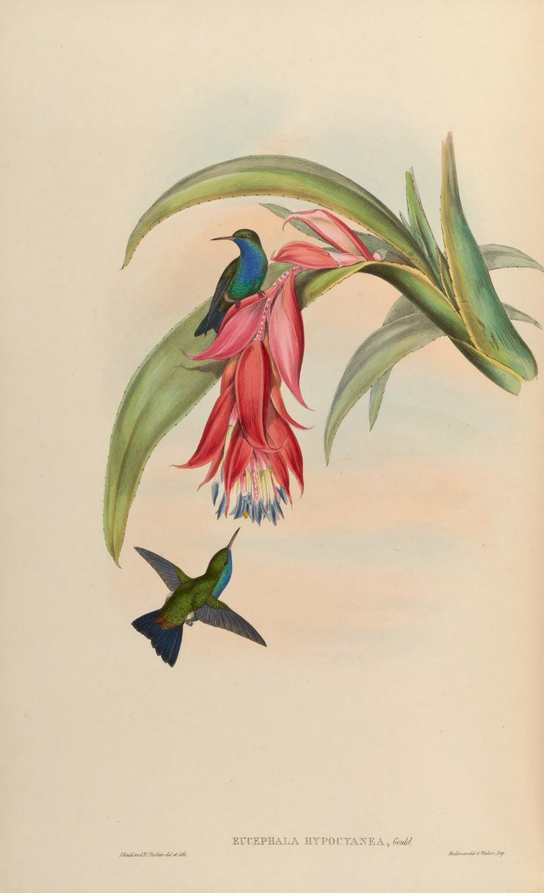 Eucephala hypocyanea = afvigende Chlorostilbon notata eller (C. notata X Hylocharis cyanus) af John Gould