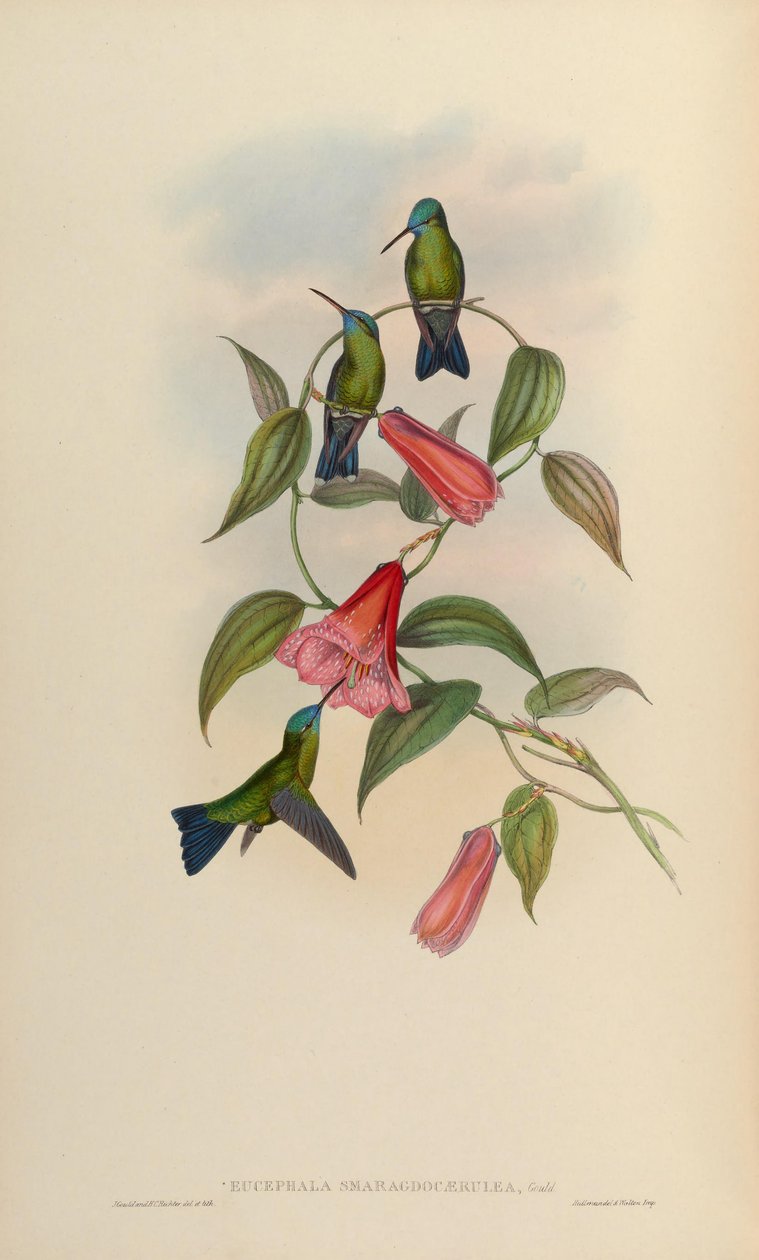 Eucephala emerald-caerulea = Chlorestes notatus X Thalurania glaucopis af John Gould
