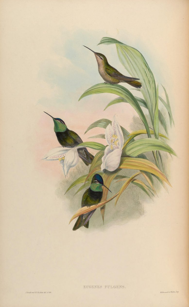 Eugenes fulgens af John Gould