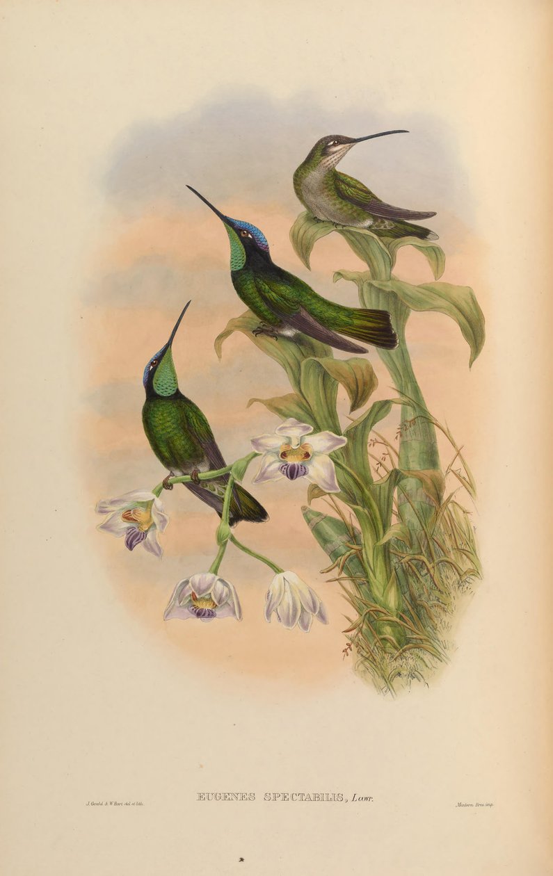 Eugenes spectabilis = Eugene spectabilis af John Gould