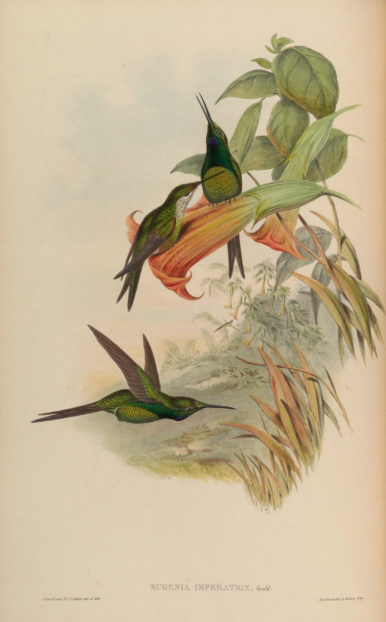 Kejserinde Eugenia = kejserinde Heliodox af John Gould