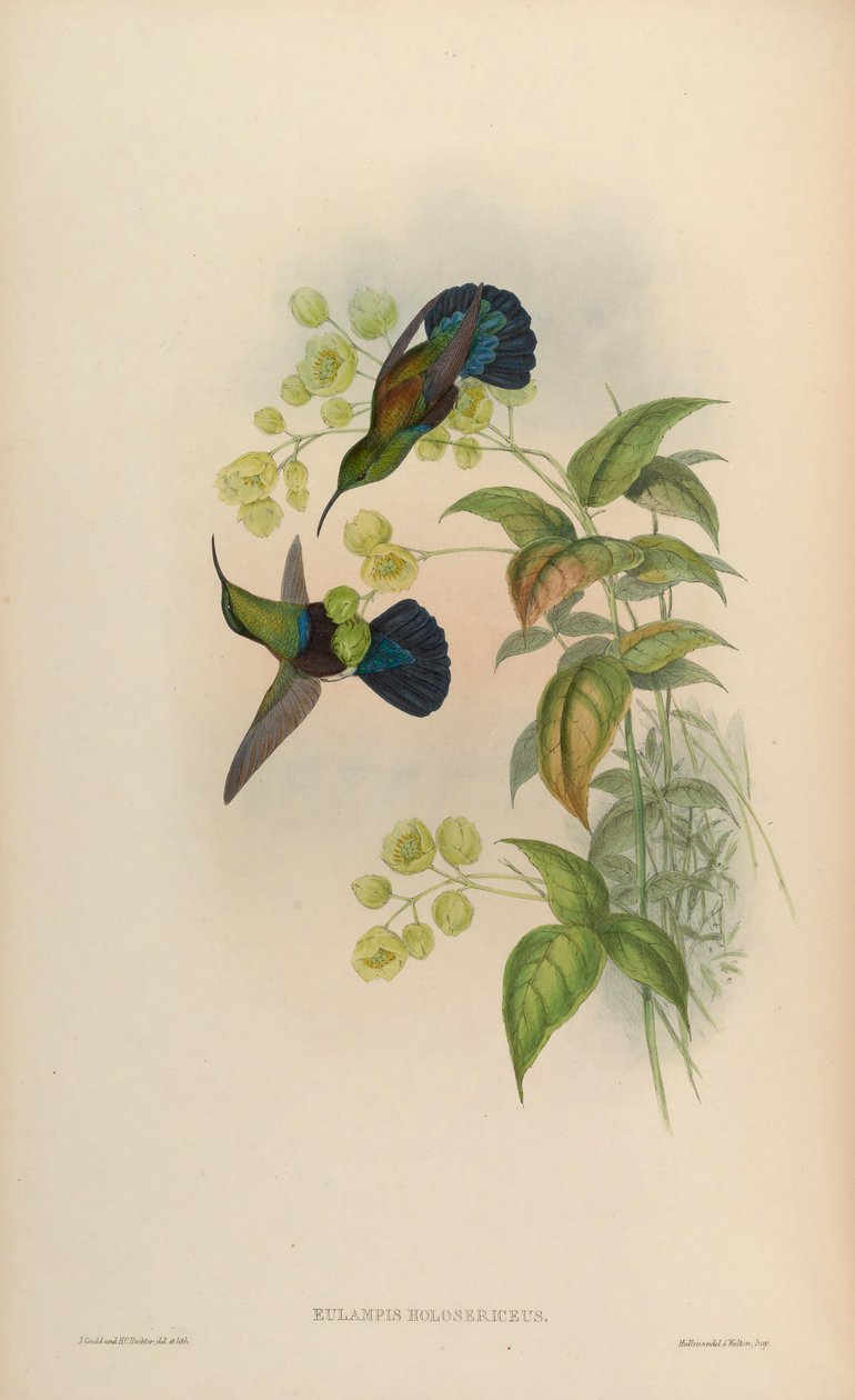 Eulampis holosericeus af John Gould