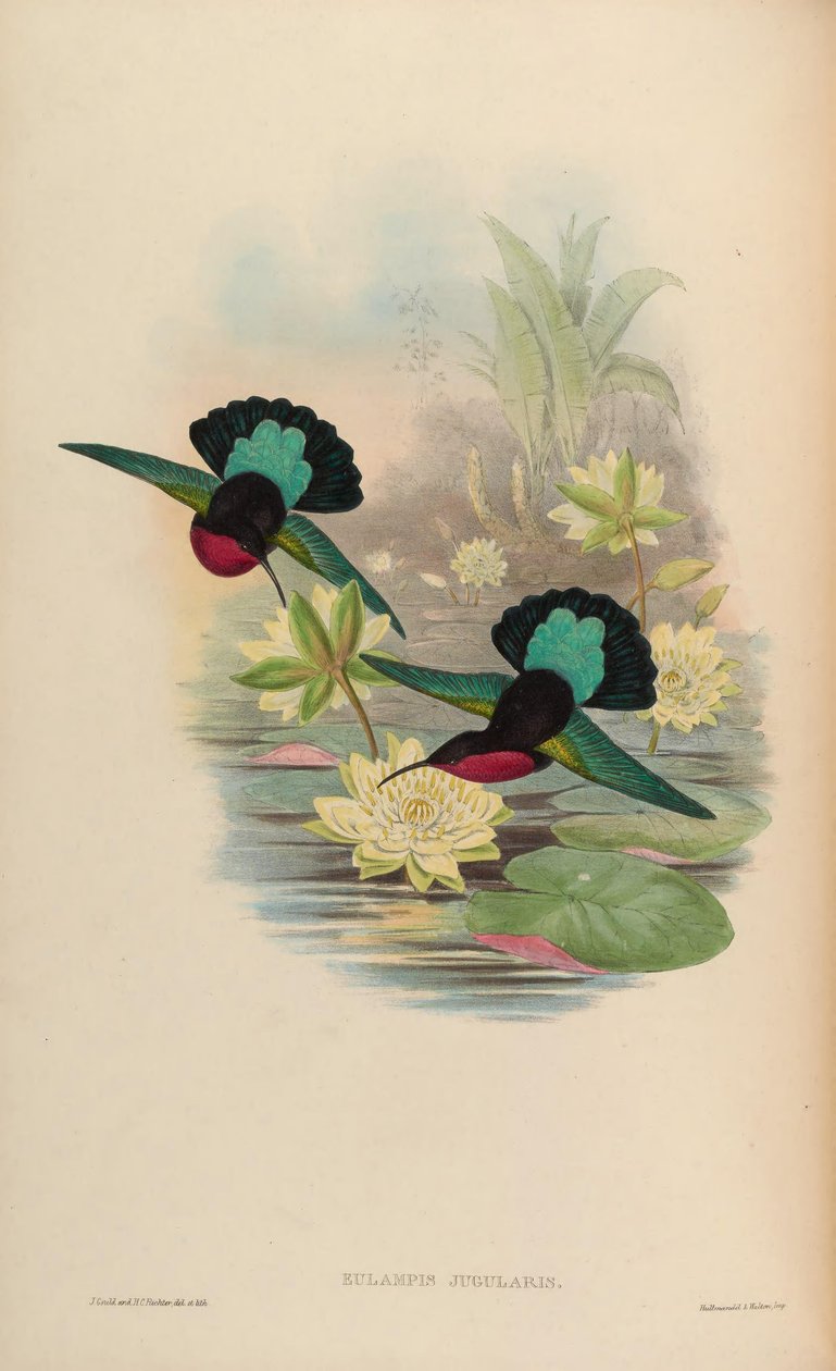 Eulampis jugularis af John Gould