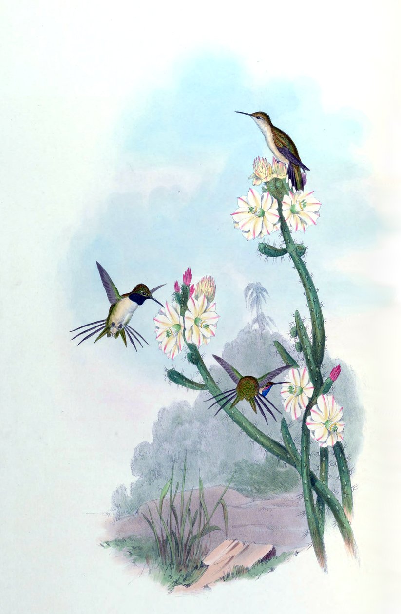 Eulidia yarrellii = Syn af John Gould