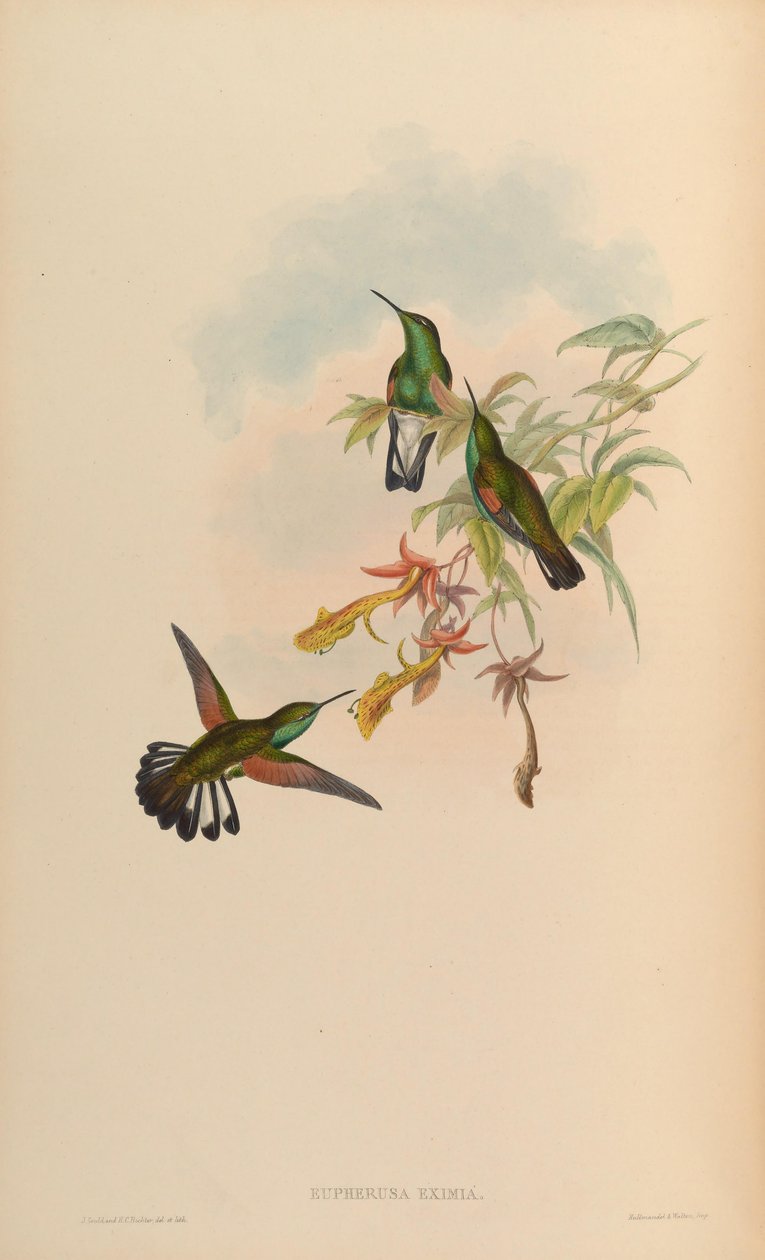 Eupherusa af John Gould