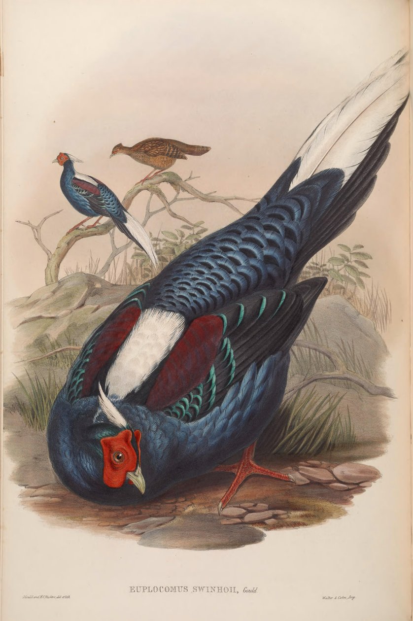 Euplocamus swinhoii = Lophura swinhoii af John Gould