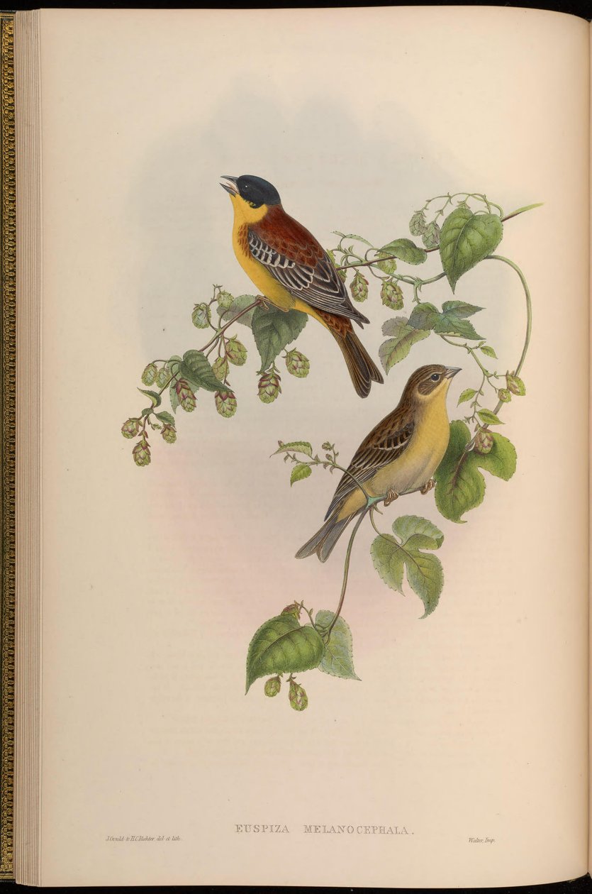 Euspiza melanocephala = Emberiza melanocephala af John Gould