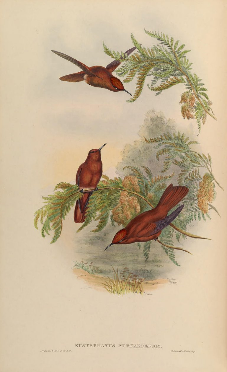 Eustephanus fernandensis = Sephanoides fernandensis af John Gould