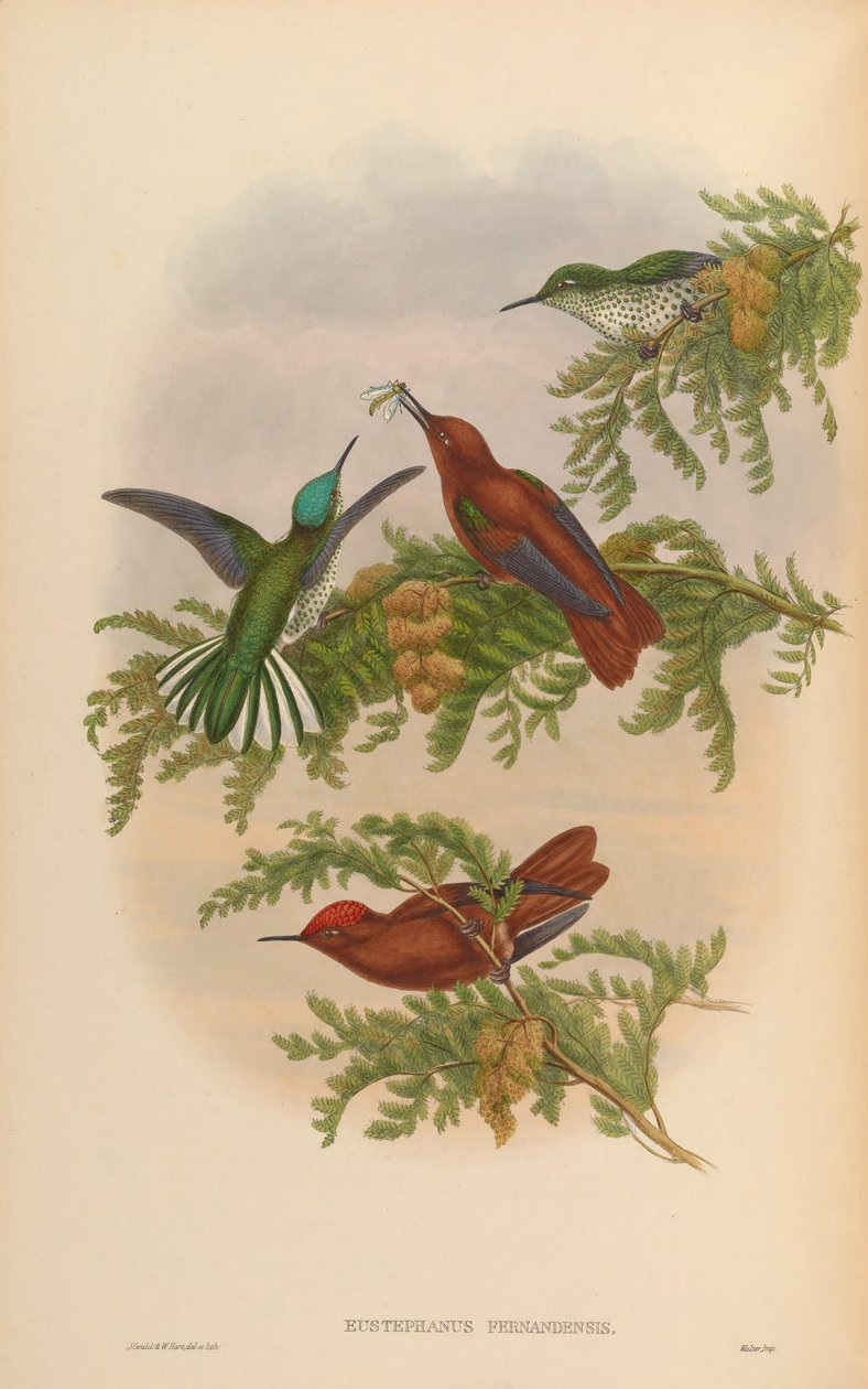 Eustephanus fernandensis = Sephanoides fernandensis fernandensis af John Gould