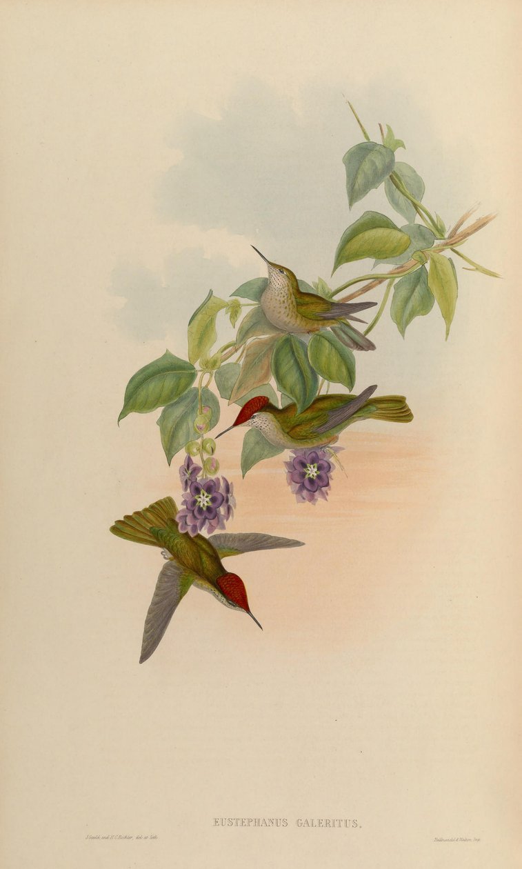 Eustephanus galeritus = Sephanoides sephaniodes af John Gould