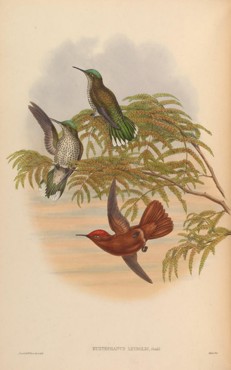 Eustephanus leyboldi = Sephanoides fernandensis leyboldi af John Gould