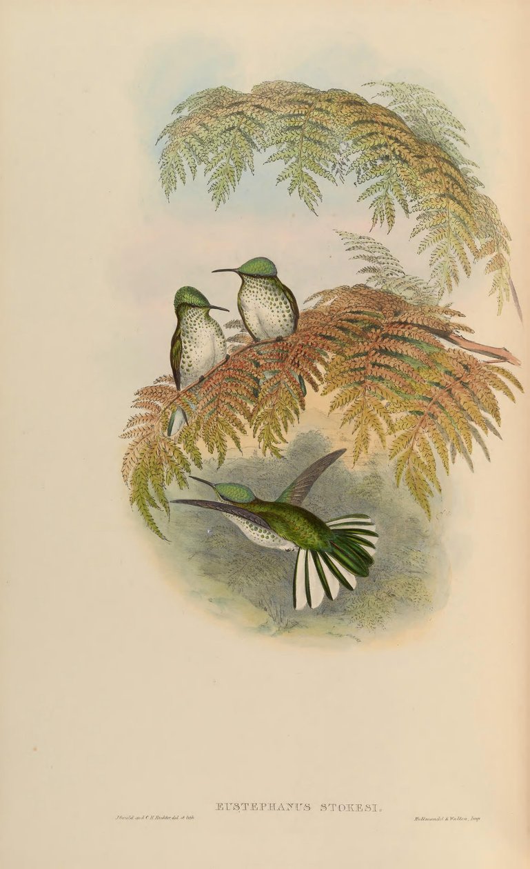 Eustephanus stokesi = Sephanoides sephaniodes af John Gould