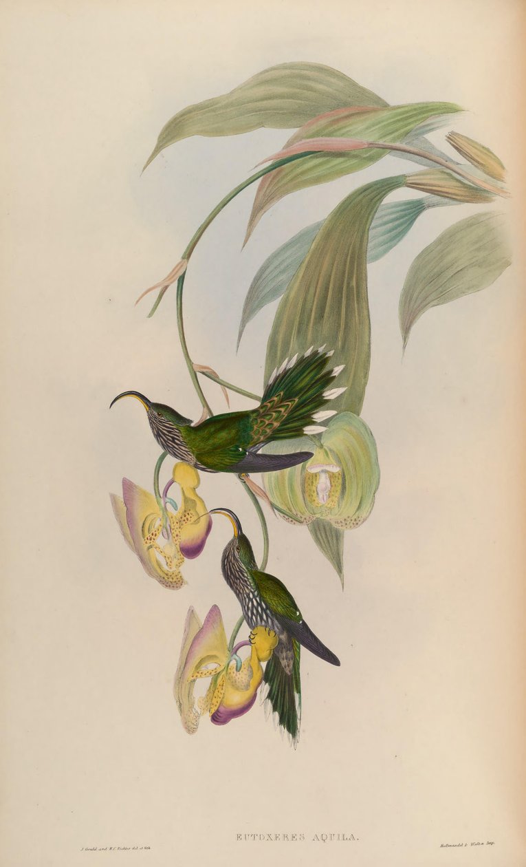 Eutoxeres ørn af John Gould