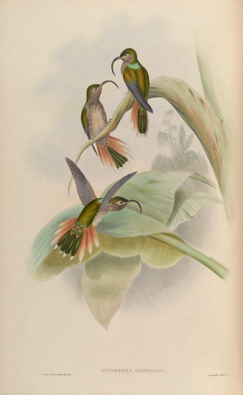 Eutogenes fordømt af John Gould