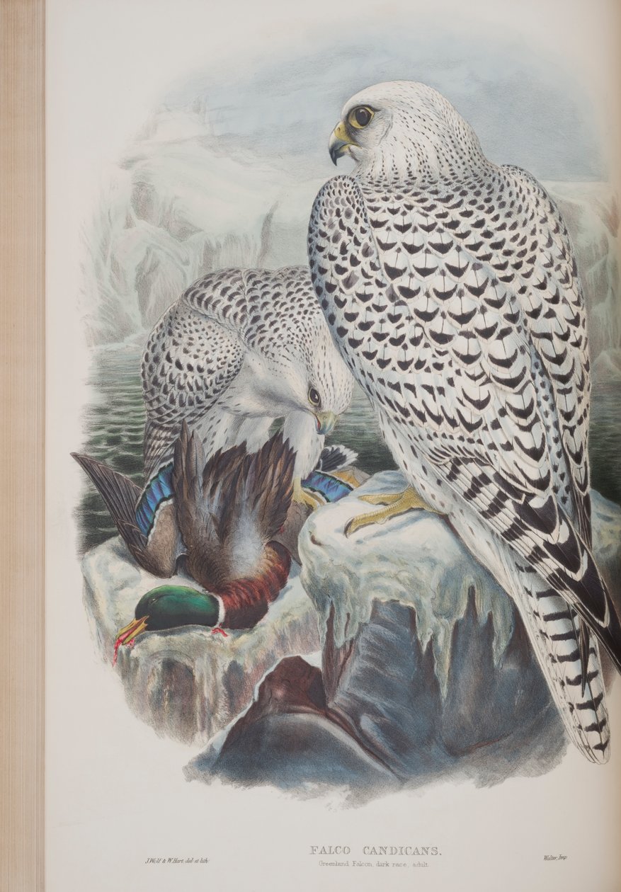 Falco Candicans, tallerken fra The Birds of Great Britain af John Gould, udgivet 1862-73 (håndfarvet litho) af John Gould