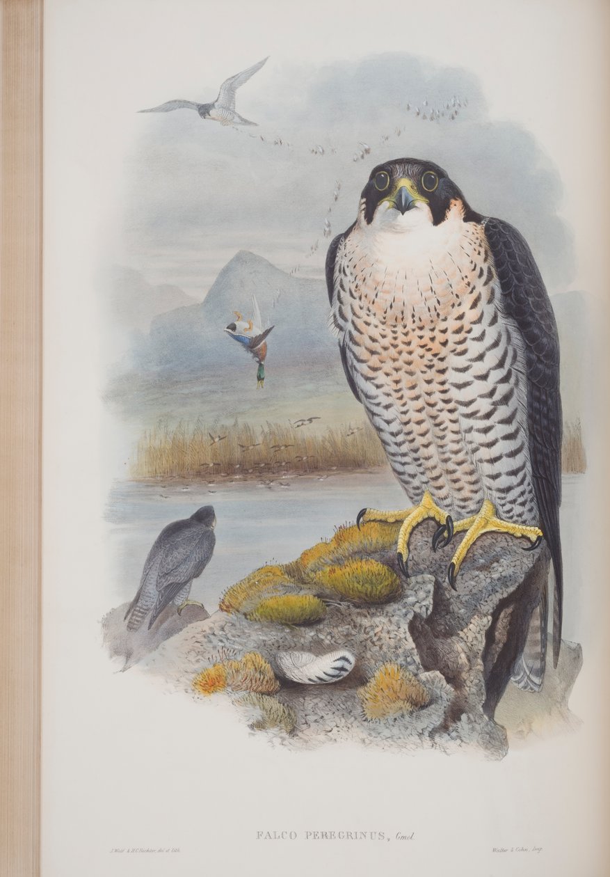Falco Peregrinus, plade fra The Birds of Great Britain af John Gould, udgivet 1862-73 (håndkoloreret litho) af John Gould