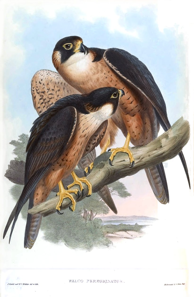 Falco peregrinator = Falco peregrinus peregrinator af John Gould