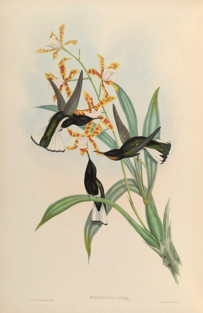 Florisuga atra = Florisuga fusca af John Gould
