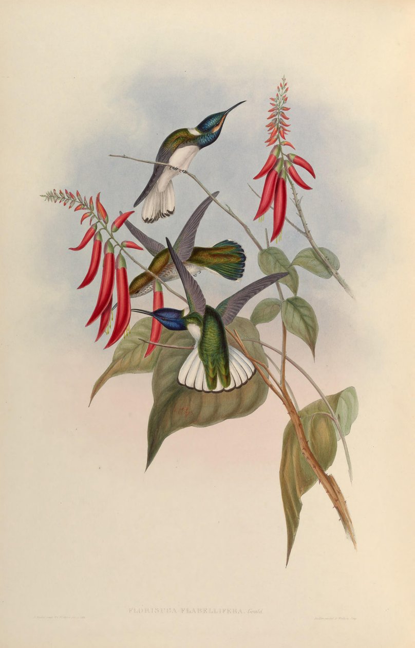 Florisuga flabellifera = Florisuga mellivora af John Gould