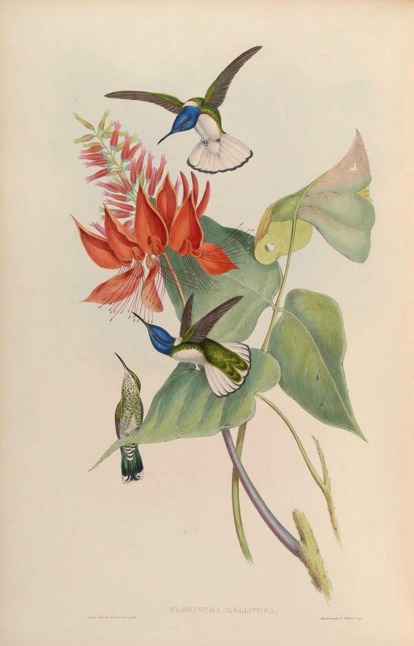 Florisuga mellivora af John Gould