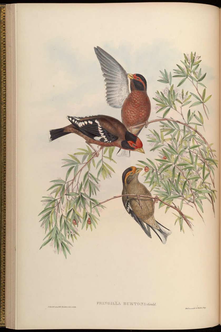 Fringilla burtoni = Callacanthis burtoni af John Gould