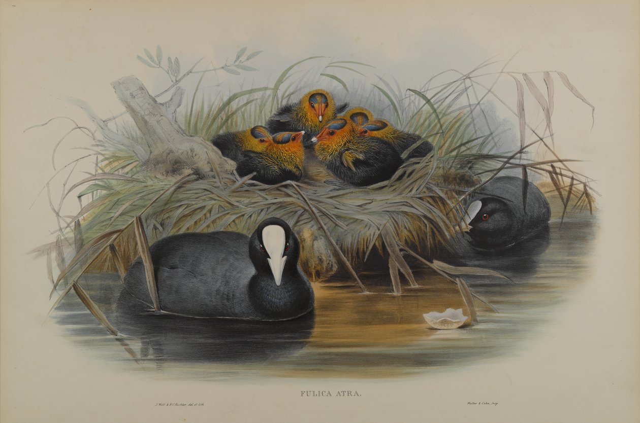 Fulica Atra af John Gould