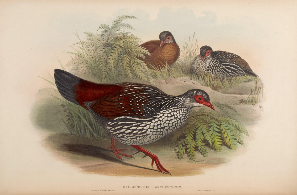 Galloperdix zeylonensis = Galloperdix bicalcarata af John Gould