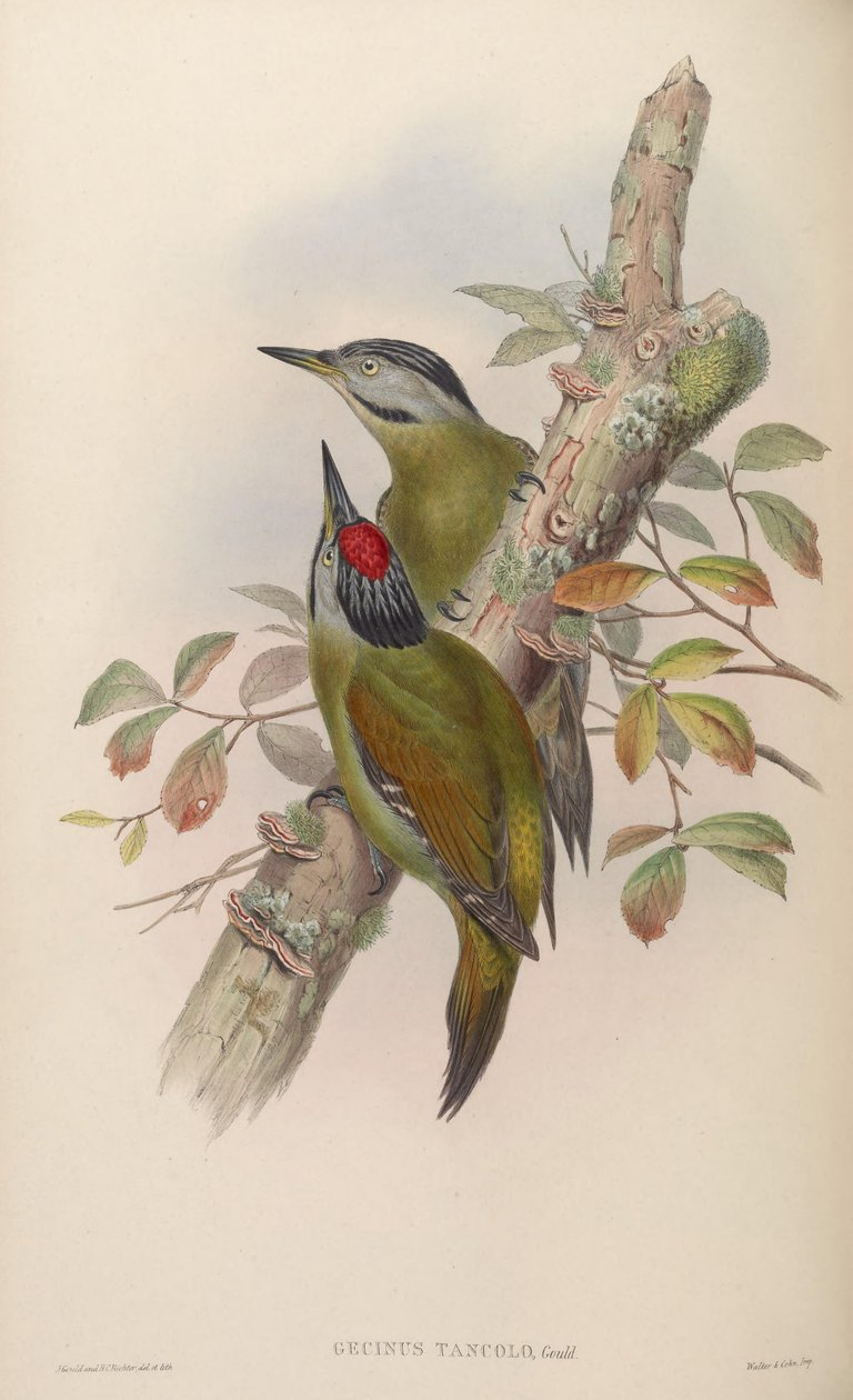 Gecinus tancolo = Pico grå tancolo af John Gould