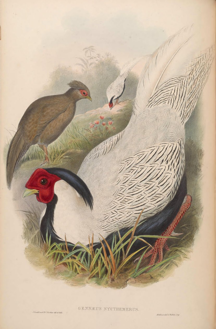 Gennaeus nycthemerus = Lophura nycthemera af John Gould
