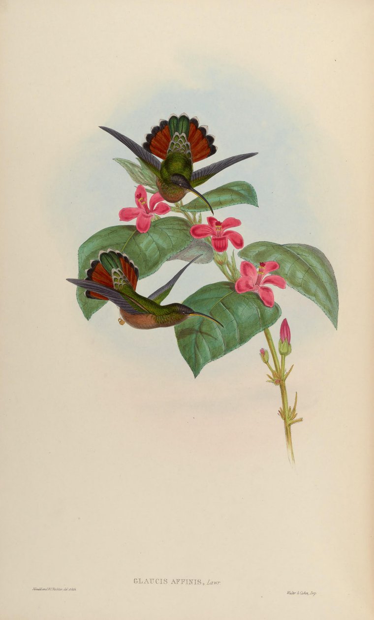 Glaucis affinis = Glaucis hirsutus hirsutus af John Gould